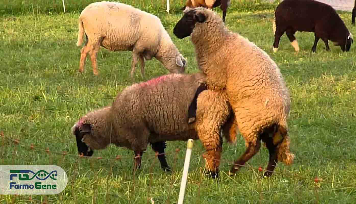 انواع روش های جفت گیری گوسفند