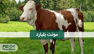 گاو مونت بلیارد
